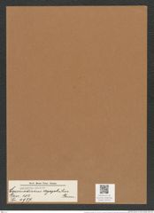Coscinodiscus cryophilus Grun. (de-Toni-Nr.: Genus 202, Species 4937) Zeichnungen Sammlung Grunow Mappe 04763 (Herbarium_W_Grunow_drawings_Folder_04763)